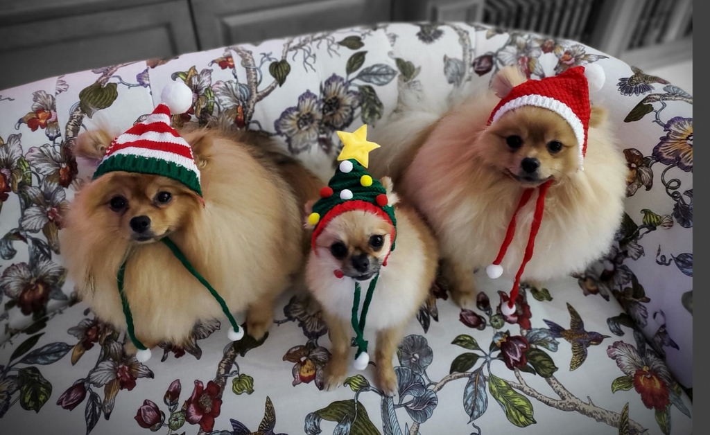 From Broken Paw to Pom Paradise: Sir Charles’s Florida Adoption Journey