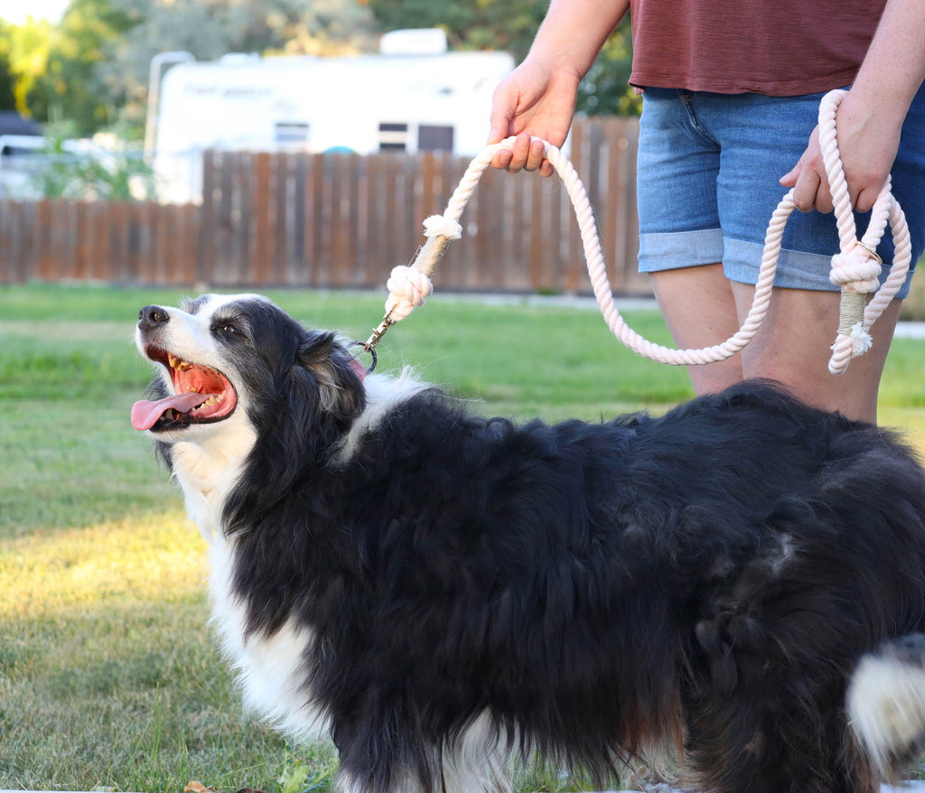 Black and white border collie dog with a person in shorts walking together using a handmade cotton rope dog leash with gold hardware, showing strength, comfort, and outdoor use.
